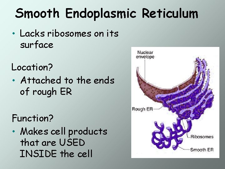 Smooth Endoplasmic Reticulum • Lacks ribosomes on its surface Location? • Attached to the