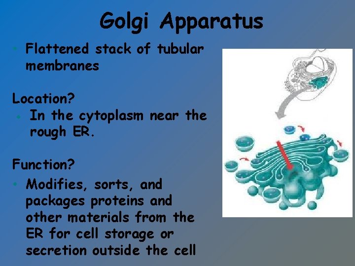 Golgi Apparatus • Flattened stack of tubular membranes Location? ● In the cytoplasm near