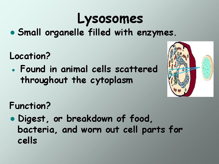 Lysosomes ● Small organelle filled with enzymes. Location? ● Found in animal cells scattered