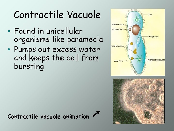 Contractile Vacuole • Found in unicellular organisms like paramecia • Pumps out excess water