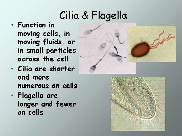 Cilia & Flagella • Function in moving cells, in moving fluids, or in small