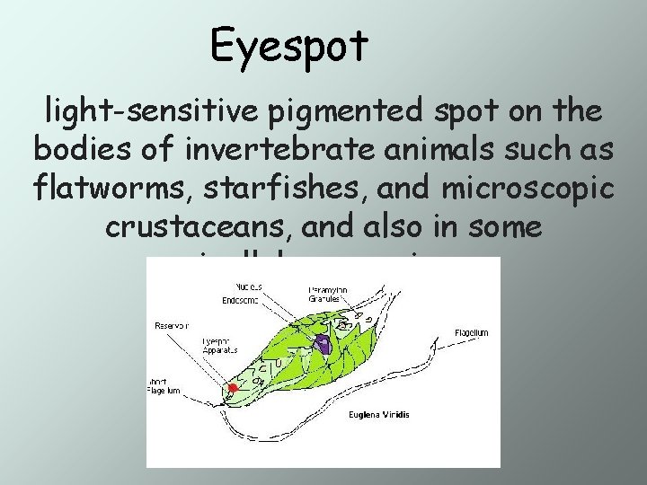 Eyespot light-sensitive pigmented spot on the bodies of invertebrate animals such as flatworms, starfishes,