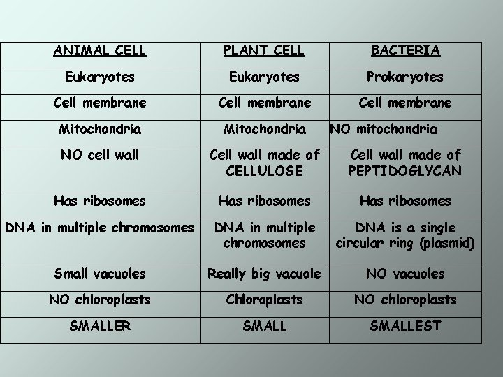 ANIMAL CELL PLANT CELL BACTERIA Eukaryotes Prokaryotes Cell membrane Mitochondria NO cell wall Cell