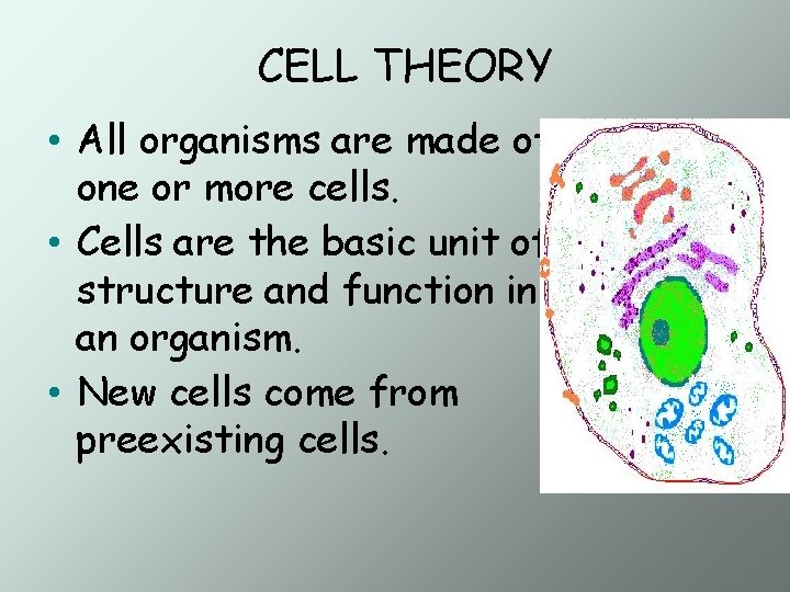 CELL THEORY • All organisms are made of one or more cells. • Cells