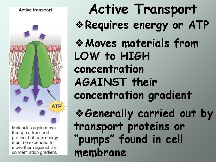 Active Transport ❖Requires energy or ATP ❖Moves materials from LOW to HIGH concentration AGAINST