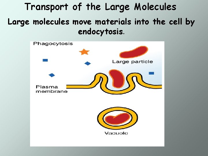 Transport of the Large Molecules Large molecules move materials into the cell by endocytosis.