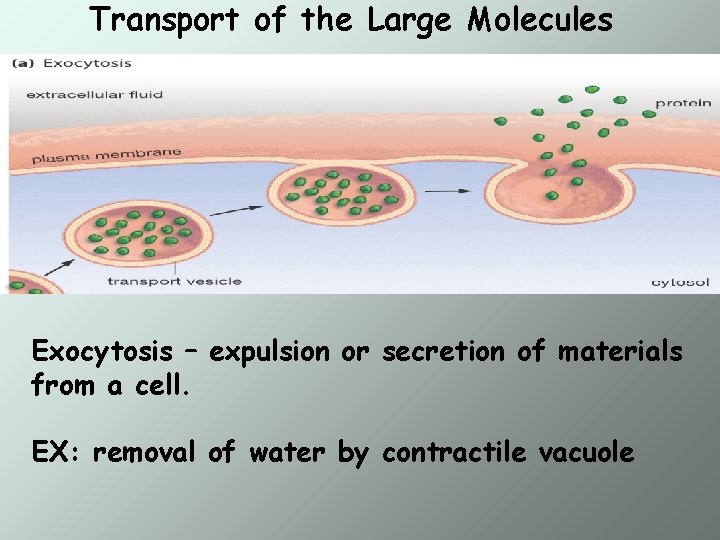 Transport of the Large Molecules Exocytosis – expulsion or secretion of materials from a