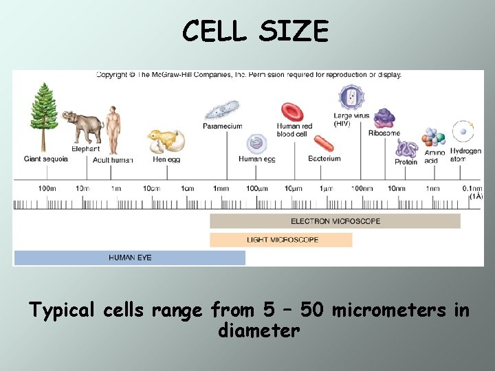 CELL SIZE Typical cells range from 5 – 50 micrometers in diameter 
