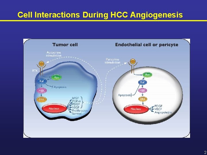 Cell Interactions During HCC Angiogenesis 2 