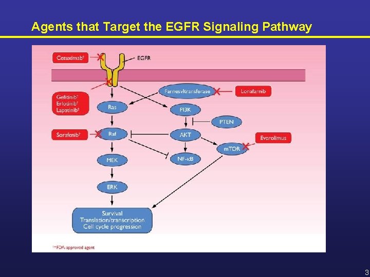 Agents that Target the EGFR Signaling Pathway 3 