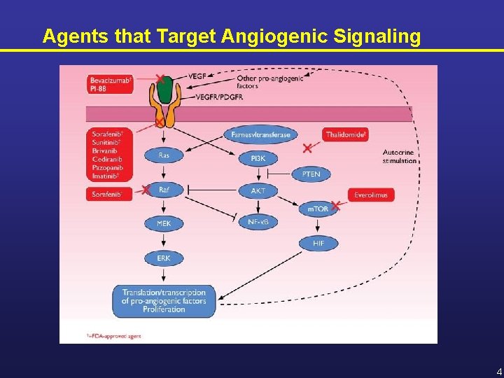 Agents that Target Angiogenic Signaling 4 