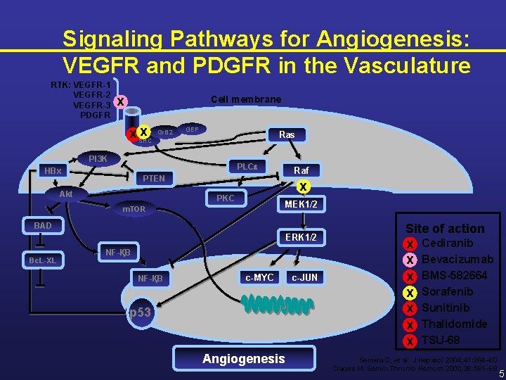 Signaling Pathways for Angiogenesis: VEGFR and PDGFR in the Vasculature RTK: VEGFR-1 VEGFR-2 VEGFR-3