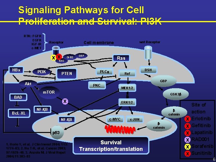 Signaling Pathways for Cell Proliferation and Survival: PI 3 K RTK: FGFR EGFR IGF-IR