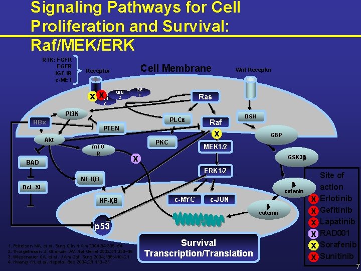 Signaling Pathways for Cell Proliferation and Survival: Raf/MEK/ERK RTK: FGFR EGFR IGF-IR c-MET Cell