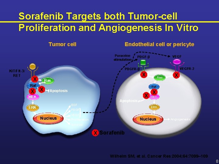 Sorafenib Targets both Tumor-cell Proliferation and Angiogenesis In Vitro Tumor cell Endothelial cell or