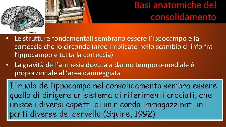 Basi anatomiche del consolidamento • Le strutture fondamentali sembrano essere l’ippocampo e la corteccia