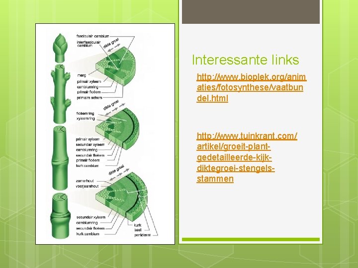 Planten Fysiologie G 41 Sanne van Doormaal Plantenfysiologie