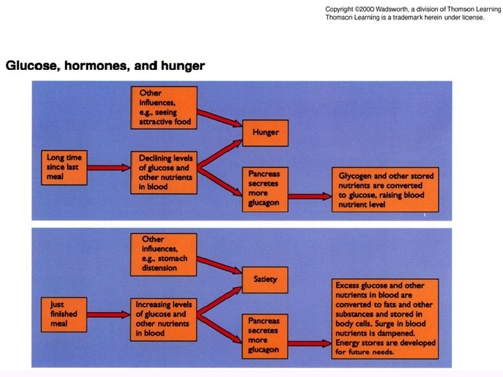 Glucose, hormones, and hunger 