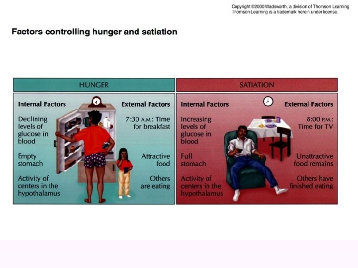 Factors controlling hunger & satiation 