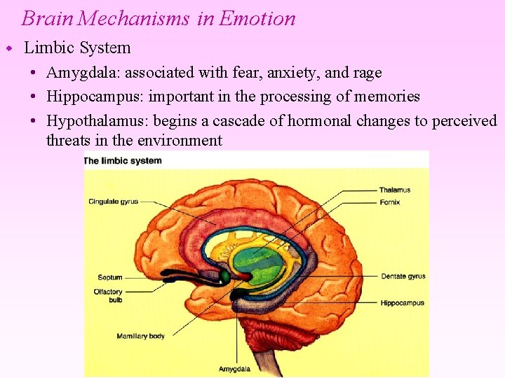 Brain Mechanisms in Emotion w Limbic System • Amygdala: associated with fear, anxiety, and