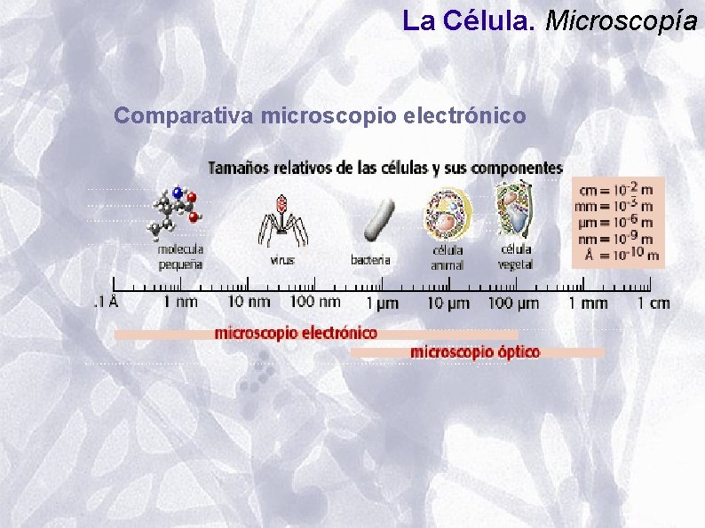 La Célula. Microscopía Comparativa microscopio electrónico La Célula. Microscopía Comparativa microscopio electrónico
