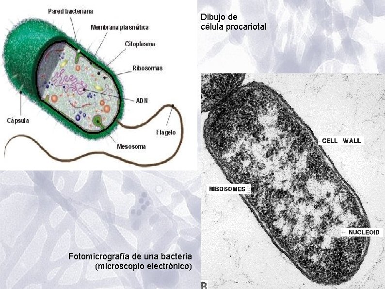 Dibujo de célula procariotal Fotomicrografía de una bacteria (microscopio electrónico) Dibujo de célula procariotal Fotomicrografía de una bacteria (microscopio electrónico)
