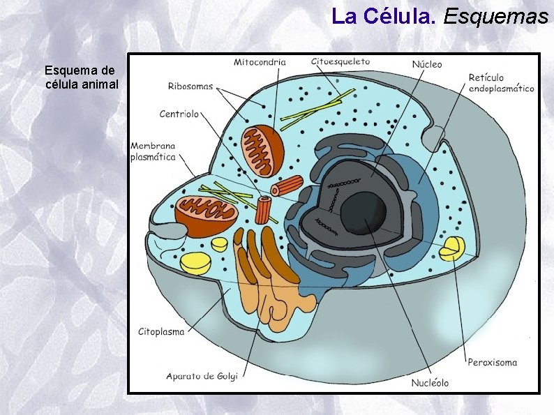 La Célula. Esquemas Esquema de célula animal La Célula. Esquemas Esquema de célula animal