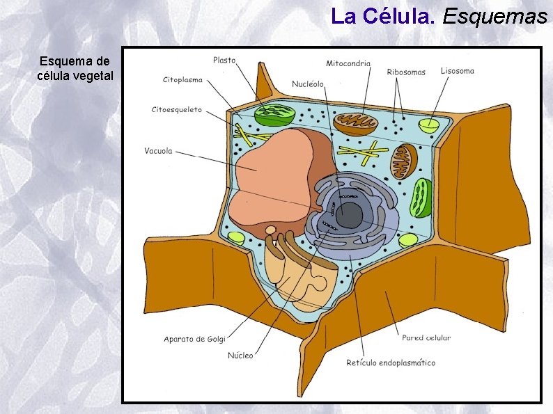 La Célula. Esquemas Esquema de célula vegetal La Célula. Esquemas Esquema de célula vegetal