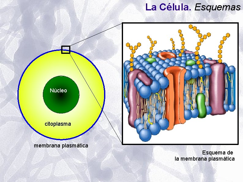 La Célula. Esquemas Núcleo citoplasma membrana plasmática Esquema de la membrana plasmática La Célula. Esquemas Núcleo citoplasma membrana plasmática Esquema de la membrana plasmática