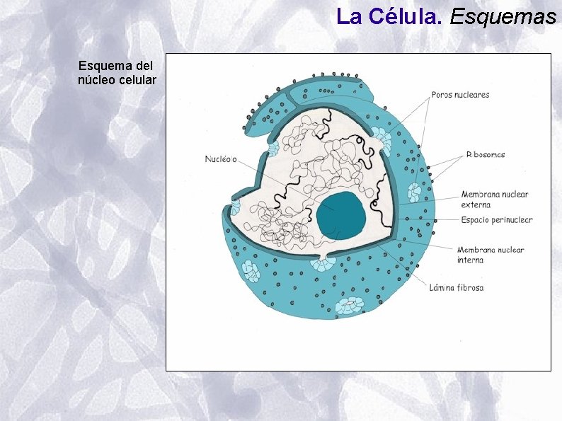 La Célula. Esquemas Esquema del núcleo celular La Célula. Esquemas Esquema del núcleo celular