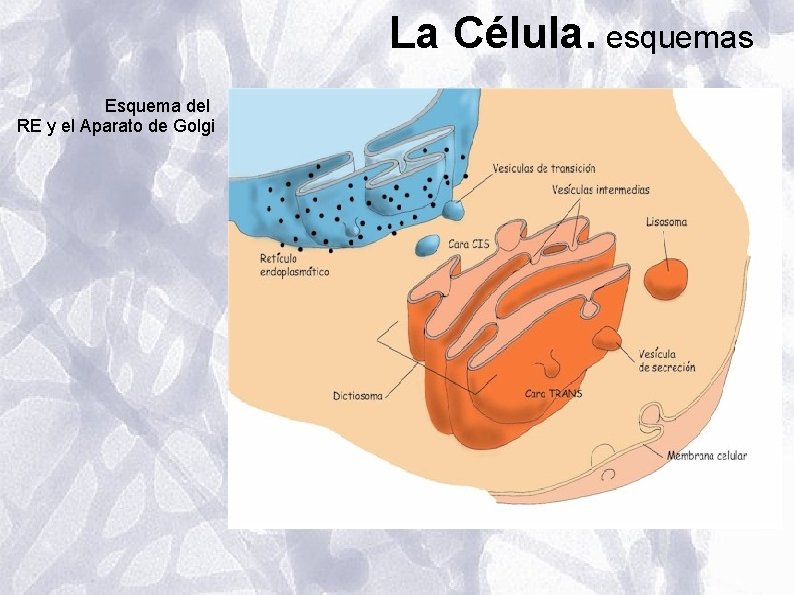 La Célula. esquemas Esquema del RE y el Aparato de Golgi La Célula. esquemas Esquema del RE y el Aparato de Golgi