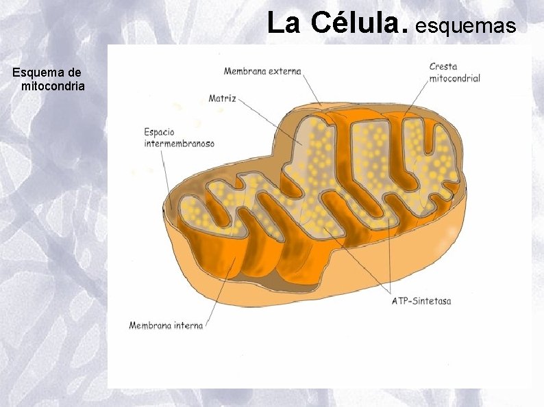 La Célula. esquemas Esquema de mitocondria La Célula. esquemas Esquema de mitocondria