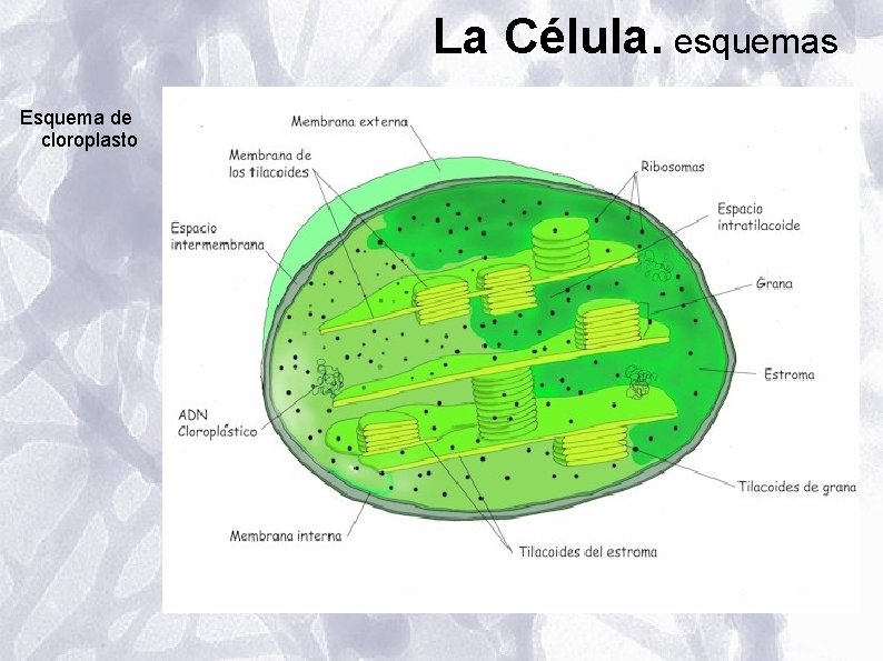 La Célula. esquemas Esquema de cloroplasto La Célula. esquemas Esquema de cloroplasto