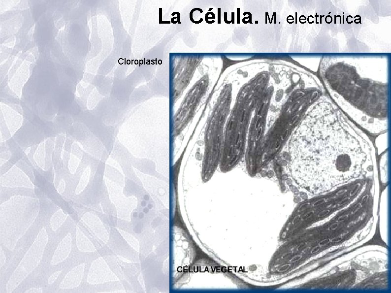 La Célula. M. electrónica Cloroplasto La Célula. M. electrónica Cloroplasto