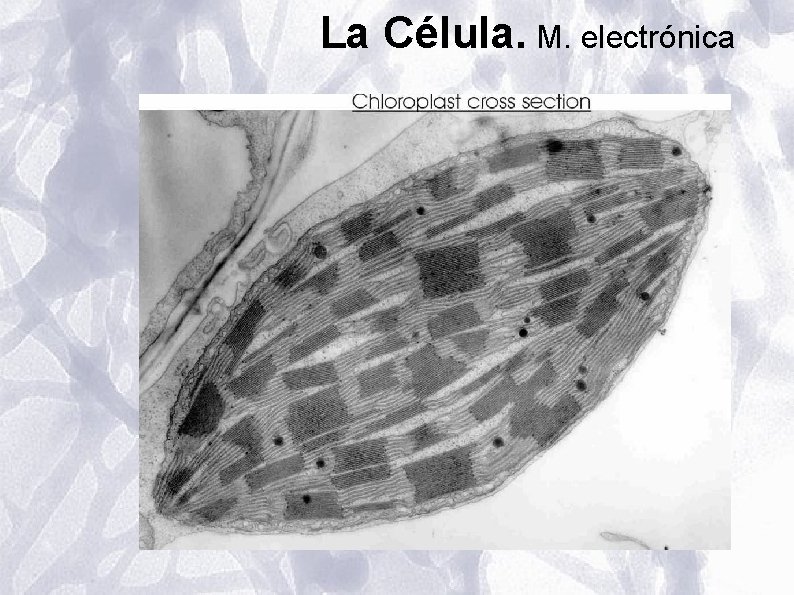 La Célula. M. electrónica La Célula. M. electrónica