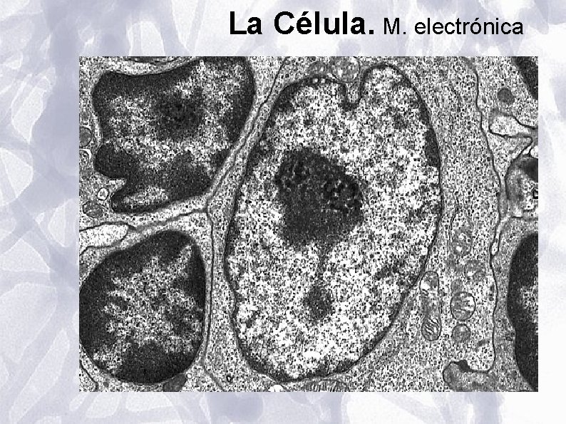 La Célula. M. electrónica La Célula. M. electrónica