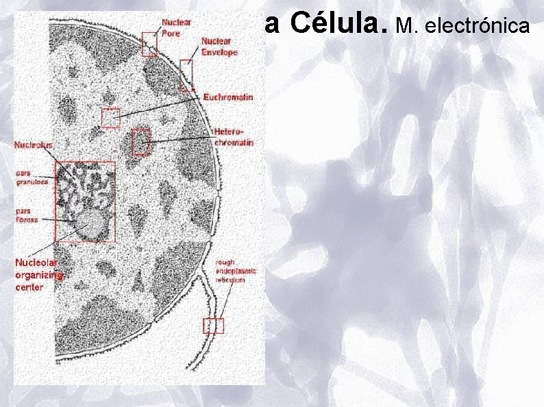 La Célula. M. electrónica La Célula. M. electrónica
