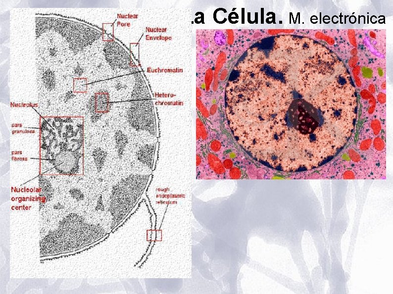 La Célula. M. electrónica La Célula. M. electrónica
