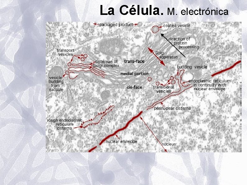 La Célula. M. electrónica La Célula. M. electrónica