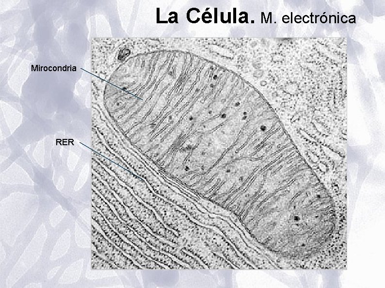 La Célula. M. electrónica Mirocondria RER La Célula. M. electrónica Mirocondria RER