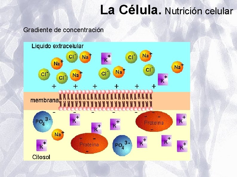 La Célula. Nutrición celular Gradiente de concentración La Célula. Nutrición celular Gradiente de concentración