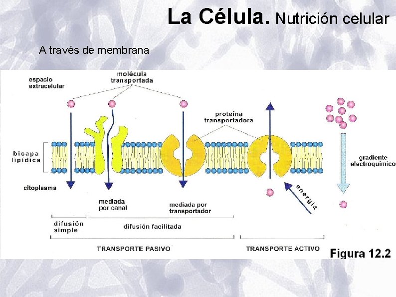 La Célula. Nutrición celular A través de membrana La Célula. Nutrición celular A través de membrana