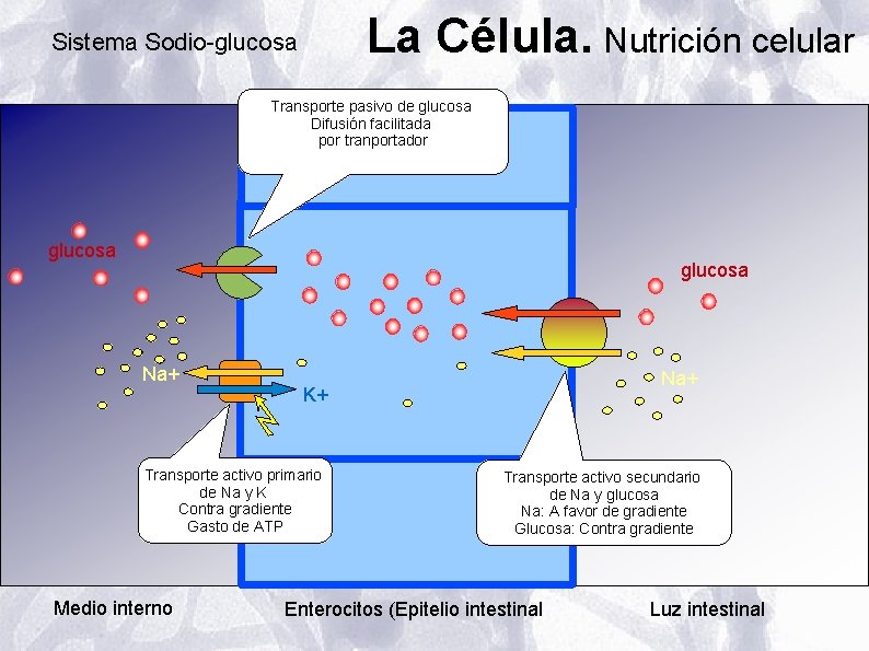 La Célula. Nutrición celular Sistema Sodio-glucosa Transporte pasivo de glucosa Difusión facilitada por tranportador La Célula. Nutrición celular Sistema Sodio-glucosa Transporte pasivo de glucosa Difusión facilitada por tranportador