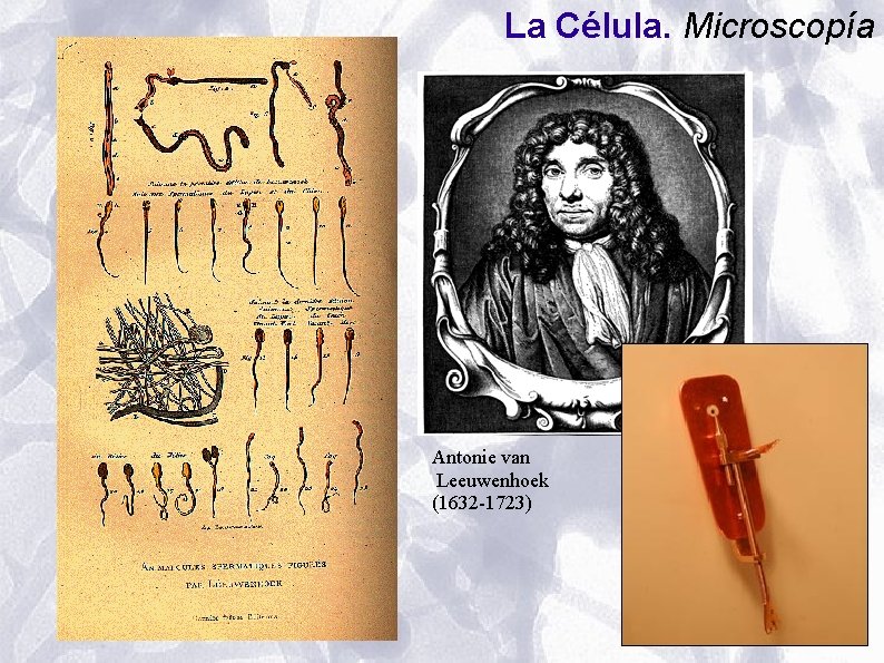 La Célula. Microscopía Antonie van Leeuwenhoek (1632 -1723) La Célula. Microscopía Antonie van Leeuwenhoek (1632 -1723)
