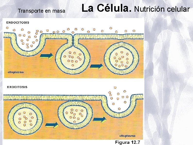 Transporte en masa La Célula. Nutrición celular Transporte en masa La Célula. Nutrición celular