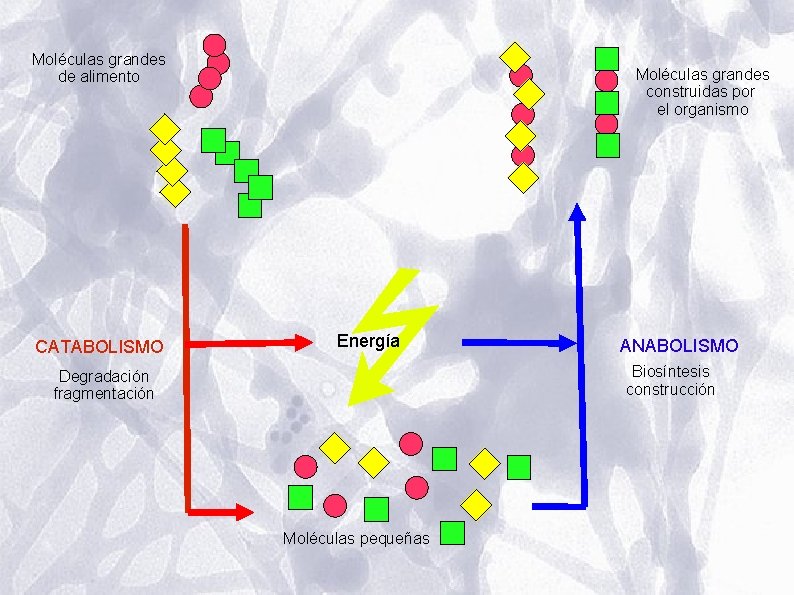 Moléculas grandes de alimento CATABOLISMO Moléculas grandes construidas por el organismo Energía ANABOLISMO Biosíntesis Moléculas grandes de alimento CATABOLISMO Moléculas grandes construidas por el organismo Energía ANABOLISMO Biosíntesis