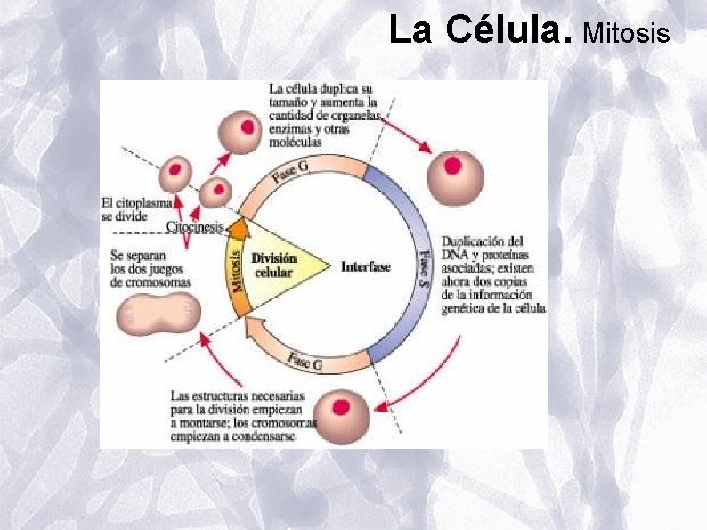 La Célula. Mitosis La Célula. Mitosis
