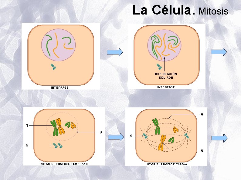 La Célula. Mitosis La Célula. Mitosis