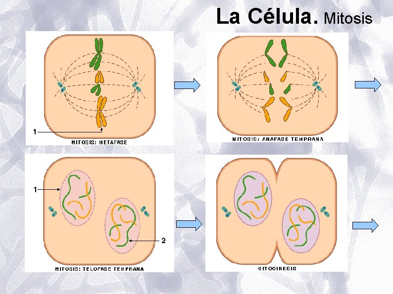 La Célula. Mitosis La Célula. Mitosis