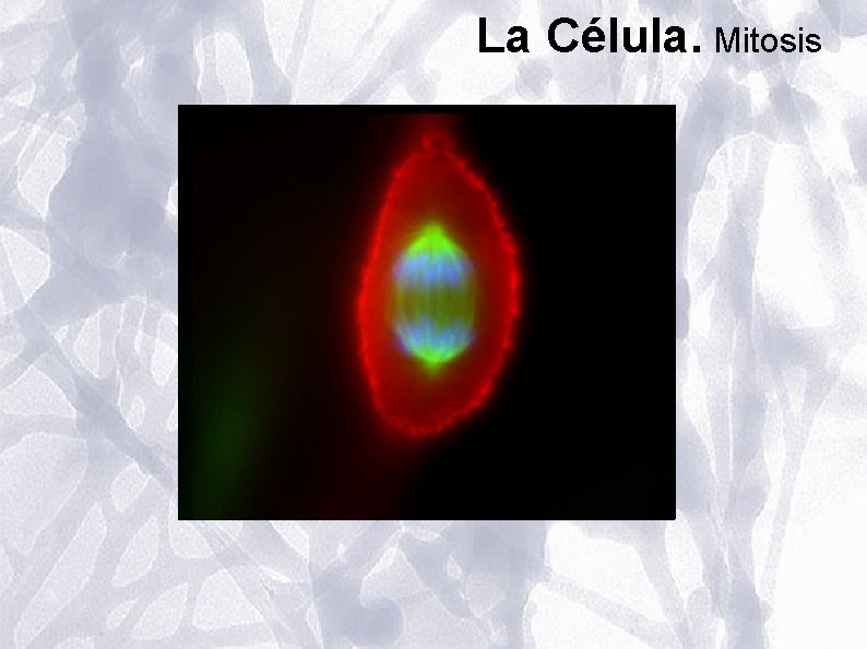 La Célula. Mitosis La Célula. Mitosis